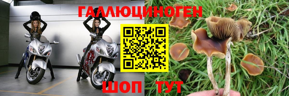 Галлюциногенные грибы Psilocybine cubensis Кизилюрт
